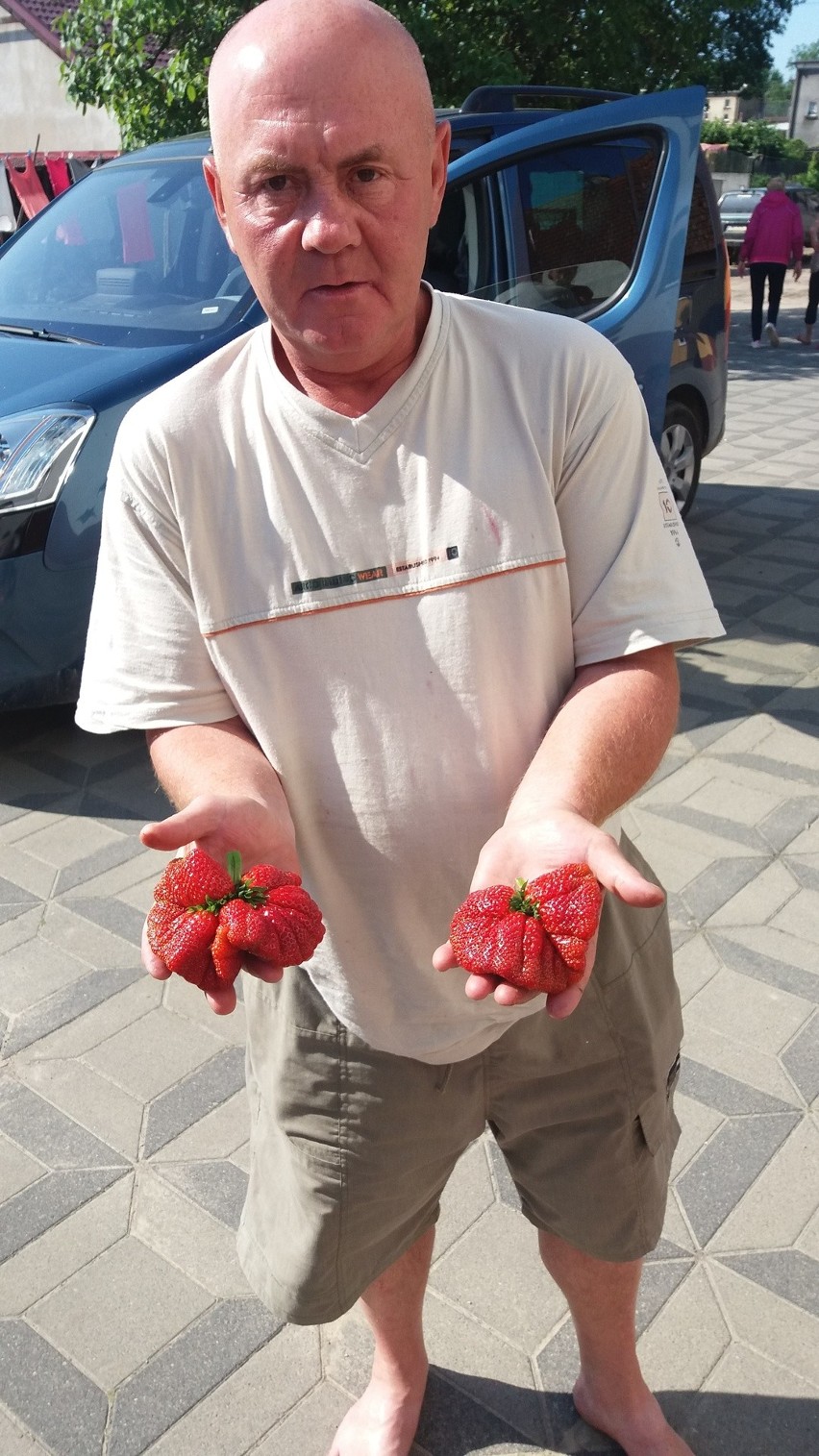 Krzysztof Mamet wyhodował truskawkę ważącą 190 gramów