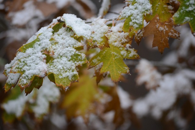 Tej nocy na Suwalszczyźnie wystąpią przymrozki do -1°C, a przy gruncie temperatura spadnie do -3°C.