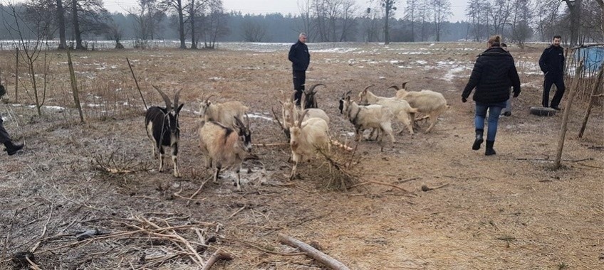 Wólka Profecka: Stado kóz było przetrzymywane w fatalnych warunkach. Zwierzęta były wychudzone i zaniedbane (ZDJĘCIA)