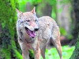 Inwazja wilków na Dolnym Śląsku. W ciągu nocy zjadły 50 kg mięsa