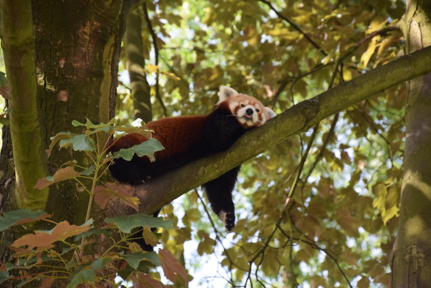 Dzień pandy małej w śląskim zoo