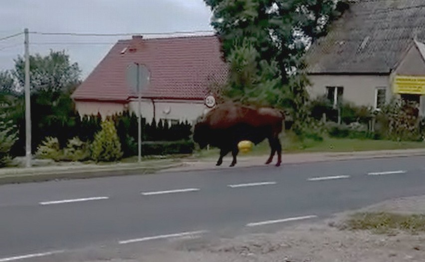 W okolicy niemieckiej miejscowości Lebus zastrzelono żubra....