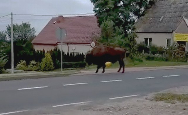 W okolicy niemieckiej miejscowości Lebus zastrzelono żubra. Zezwolenie na odstrzał miał dać niemiecki weterynarz. To prawdopodobnie ten sam żubr, który jeszcze w środę, 13 września, był widziany w Owczarach. - Jak tak można?! - pyta zszokowany nasz Czytelnik.Żubr, który jeszcze w środę, 13 września, był widziany w Kostrzynie został zastrzelony w okolicy niemieckiej miejscowości Lebus. Zezwolenie na odstrzał miał dać niemiecki weterynarz. - Jak tak można?! - pyta zszokowany nasz Czytelnik.- Zastrzelili żubra o którym pisaliście, że był widziany w Owczarach. Zastrzelił go niemiecki weterynarz, dostał takie polecenie. Obejrzałem to przed chwilą na niemieckiej stacji telewizyjnej. To jest straszne, jak tak można. Tyle czasu chodził w Polsce i nikt nawet nie pomyślał, żeby go zabić - zadzwonił do nas z taką wiadomością Klaus Ahrendt, przewodnik z Kostrzyna.Przypomnijmy, że w środę żubr był widziany koło niewielkiej wsi Owczary (pow. słubicki). Ogromne zwierzę jakby nigdy nic spacerowało sobie po poboczu. Kierowcy robili mu zdjęcia.  Owczary położone są między Słubicami, a Kostrzynem. Przecina je ruchliwa droga krajowa nr 31. W środę rano nasz Czytelnik zauważył przy drodze... żubra. - Na początku myślałem, że coś mi się przewidziało. Ale zawróciłem, zaparkowałem samochód i faktycznie, jakby nigdy nic przy drodze spacerował sobie żubr. Potem zwierzę przeszło na drugą stronę ulicy i poszło w kierunku nadodrzańskich pól - relacjonuje Czytelnik.Spacerujący żubr przy drodze w Owczarach:13 września dotarł także do Słubic i spacerował wałem.Przypomnijmy, że wcześniej żubr był widziany m. in. w okolicach Gorzowa i Witnicy. W ostatnich tygodniach widziano go na terenie Parku Narodowego Ujście Warty w rejonie Słońska. Teraz żubr poszedł w stronę Odry. - Być może pokona rzekę i przeniesie się na teren Niemiec? - zastanawia się nasz Czytelnik.Jak podaje niemiecki portal rbb 24, żubr był widziany w okolicach Lebus. Piękne zwierzę swoimi gabarytami i nietuzinkową budową  wzbudzało podziw i zachwyt. Strach jednak miał wziąć górę. Niemiecki weterynarz wydał polecenie, aby zwierzę zostało odstrzelone przez myśliwego. W uzasadnieniu niemieckie władze przekonują, że błąkający się żubr stwarzał zagrożenie dla pobliskiej ludności oraz ruchu drogowego.Żubr od blisko trzech lat spokojnie chadzał sobie w okolicach województwa lubuskiego. Wiele wskazuje na to, że upodobał sobie nasze tereny. To miał być pierwszy raz, kiedy zwierzę odwiedziło stronę niemiecką. Niestety wiele wskazuje na to, że ostatni...Komentujący na facebooku portalu rbb24 Niemcy również są zbulwersowani całą sytuacją. Jak tylko dowiemy się czegoś więcej w tej sprawie, będziemy Was na bieżąco informować.