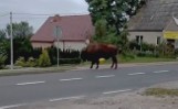 Żubr z lubuskiego zastrzelony w Niemczech? "Jak tak można?!" 