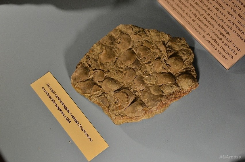 Muzeum Regionalne w Kozienicach pokazało eksponaty sprzed milionów lat!