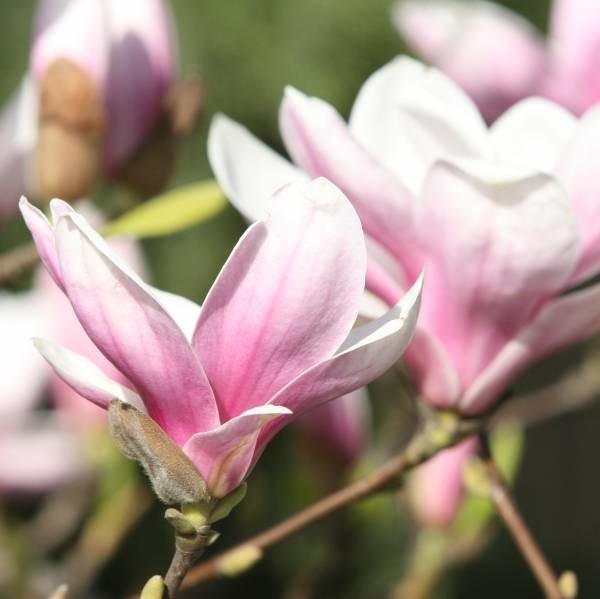 Z magnoliami nie ma żadnych problemów, jeżeli przestrzegane są warunki uprawy.