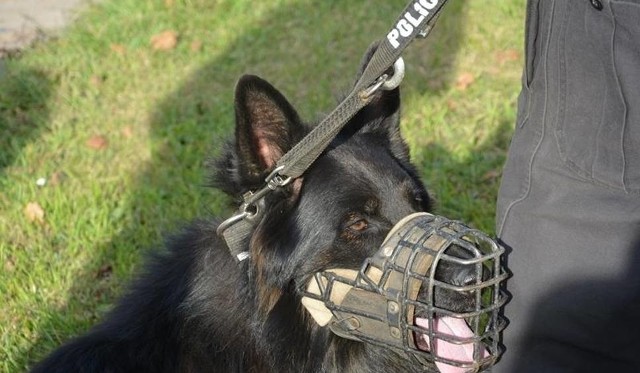 Pies „Borys” z gubińskiego komisariatu, który doprowadził policję do złodzieja papierosów.