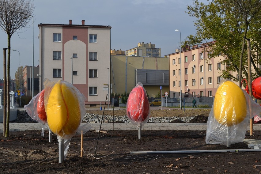 Pole holenderskie w Rybniku czyli wielkie tulipany nad...