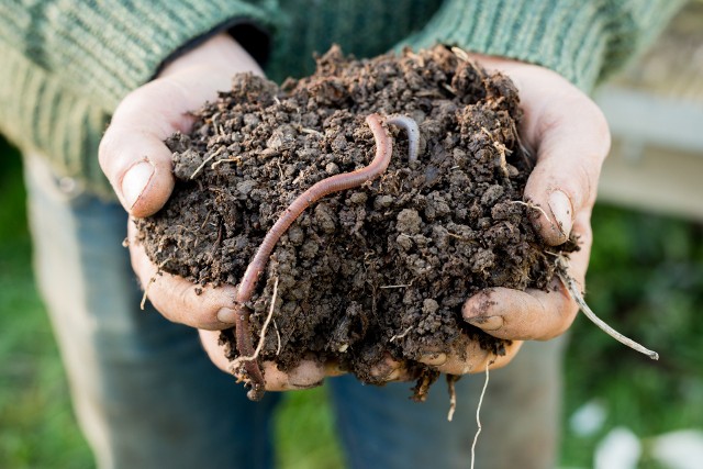 Dżdżownice zdecydowanie są pożyteczne i warto je pozostawić w ogrodzie. Mają wpływ na glebę.