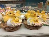 W sklepach już... Wielkanoc! Styczniowe pisanki, kurczaki, zajączki - dekoracje i słodycze okolicznościowe OFERTA I CENY 