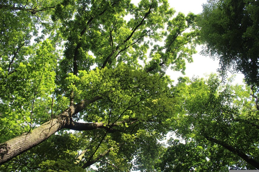 Nowe drzewa pojawią się w wielu parkach i przy ulicach we...