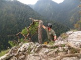 Pieniny. Przyrodnicy będą ratować zniszczoną sosnę z Sokolicy [ZDJĘCIA]