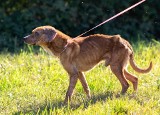 Ostrów Wielkopolski: Głodzony pies trafił do schroniska. Nie wiedział, jak jeść