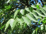 Bożodrzew gruczołkowaty – dla jednych święte drzewo, dla innych intruz