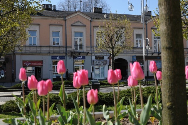Służby miejskie zasadziły w centrum Częstochow wiele kwiatów. Niestety padają one łupem złodziei