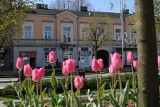 Policja w Częstochowie zatrzymała mężczyznę, który kradł tulipany w centrum miasta