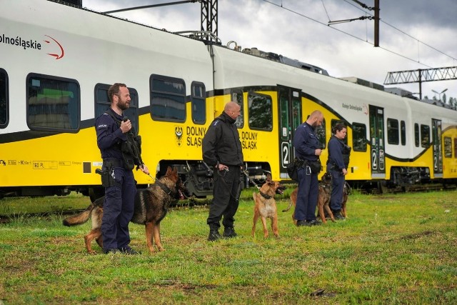 Ćwiczenia przewodników policyjnych psów w bydgoskich zakładach PESA.