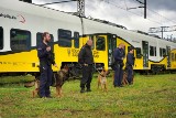 Policyjne psy w zakładach PESA w Bydgoszczy trenowały wykrywanie materiałów wybuchowych i narkotyków [zdjęcia, wideo]