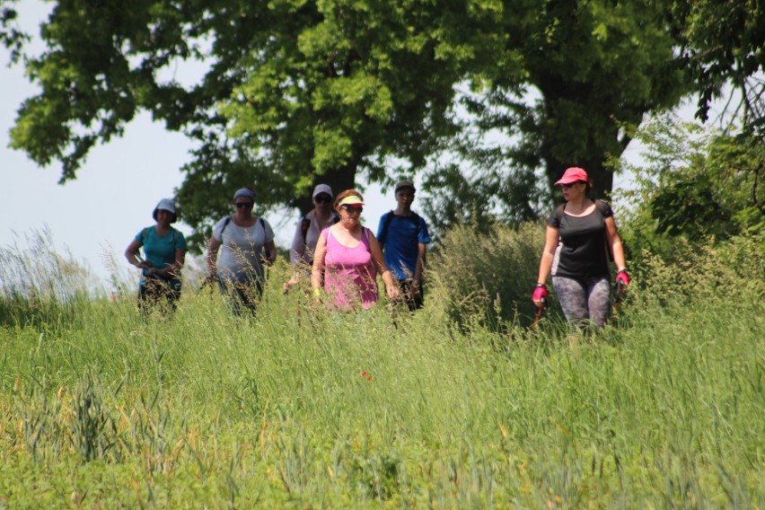 Pielgrzymka pasjonatów nordic walking na Górę św. Anny już 5 czerwca