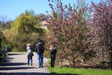 Wiosna zawitała do Ogrodu Botanicznego w Poznaniu. Zobacz, jak kwitną kwiaty w "botaniku"