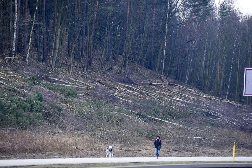 Kontrowersyjna wycinka drzew przy ul. Słowackiego w Gdańsku [WIDEO,ZDJĘCIA]