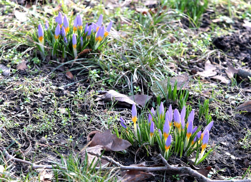 Czy to już wiosna? Kolejne krokusy pojawiają się na Jasnych Błoniach w Szczecinie [ZDJĘCIA]