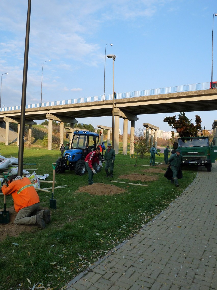 Papieski krzyż z kwiatów zakwitnie na wiosnę w wąwozie na...