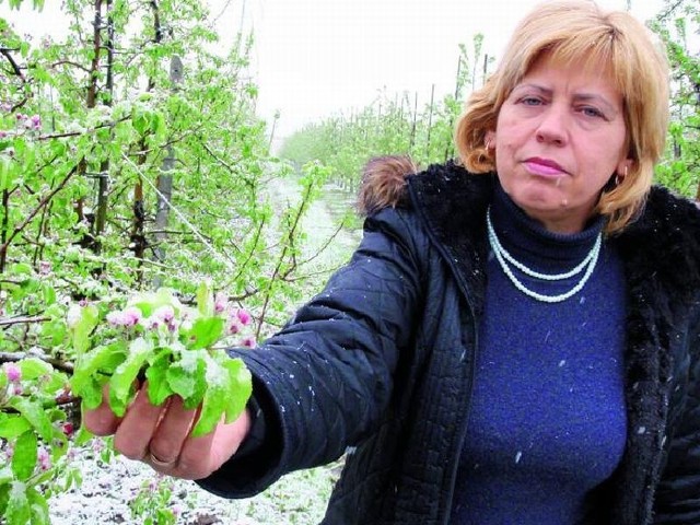 &#8211; Pąki i kwiaty są zniszczone, przemarzły &#8211; ocenia Teresa Wykowska, zajmująca się uprawą jabłek w podłomżyńskich sadach. &#8211; Na razie jeszcze trudno oszacować nam straty.