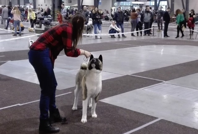 22. Międzynarodowa Wystawa Psów w Expo Silesia