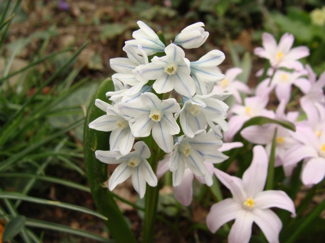 Puszkinia to bardzo wdzięczna roślina, kwitnąca wczesną wiosną. Na zdjęciu - w towarzystwie różowych śnieżników.