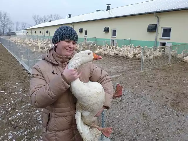 Dr inż. Kamila Kłos prezentuje gąsiora, który nigdy nie trafi do ubojni. Dyrektor darował mu życie. Za co? O tym w artykule.