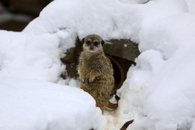 Zwierzęta w toruńskim ogrodzie, nawet te z innych niż nasza stref klimatycznych, lubią zimę
