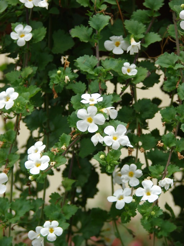 Bakopa to długo kwitnąca roślina balkonowa o ładnych kwiatach i zwisających pędach.