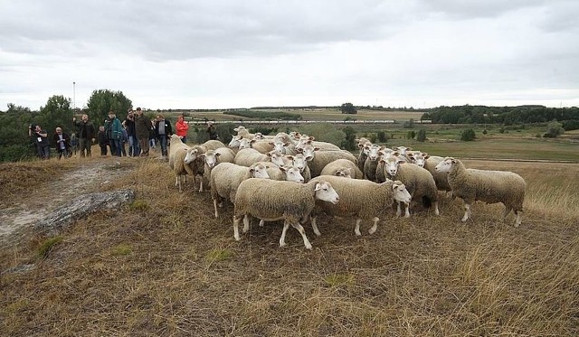 Wypas owiec w Ostoi Stawiany w Stawianach (gmina Kije) na Ponidziu.