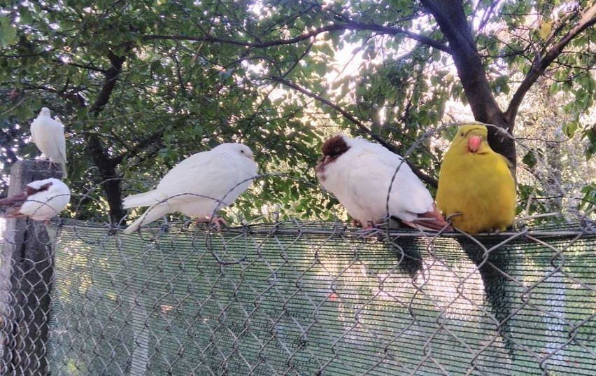 Wrocław: Na Muchoborze Wielkim zamieszkały papugi
