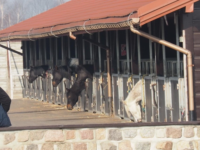 Licytacja koni w podłódzkim Wiączynie. Tłumy na licytacji. Zwierzęta chcą kupić hodowcy, właściciele ubojni. Wystawiono 140 koni