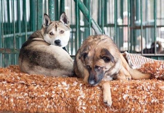 Kazan i Jaszka - psy ze szczecińskiego schroniska dla zwierząt.