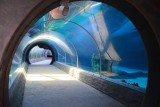  W oceanarium łódzkiego zoo wkrótce będzie można oglądać 180 gatunków ryb morskich