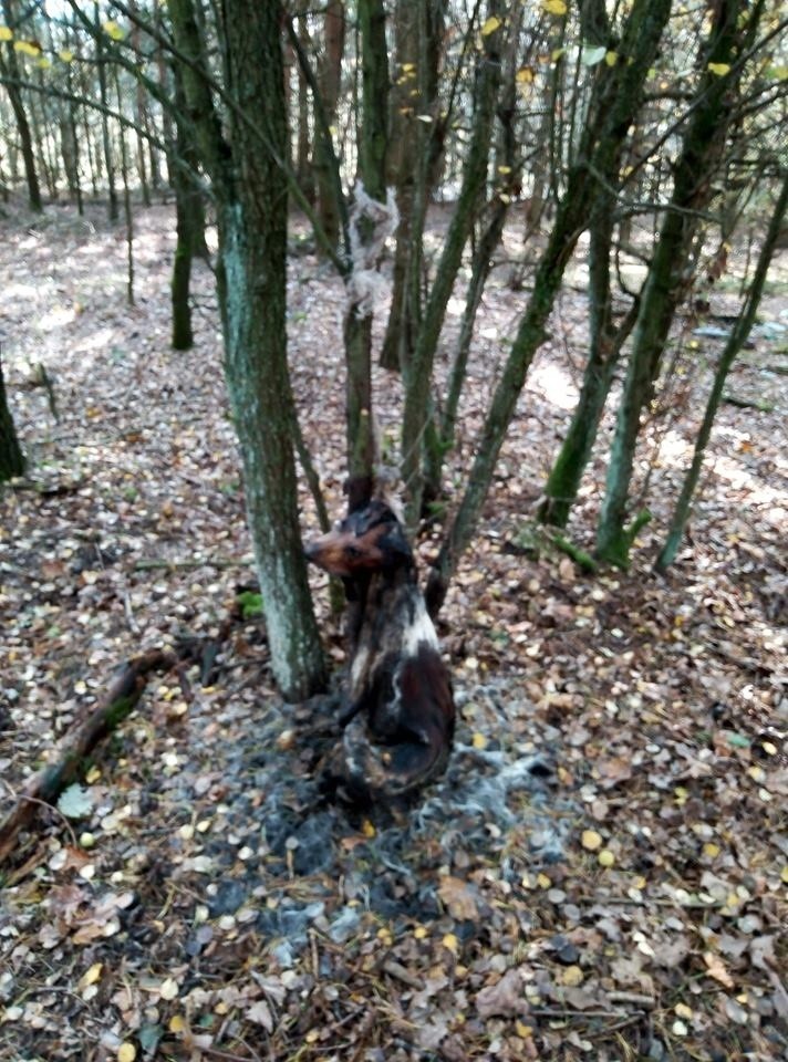 Zwłoki psa zostały znalezione w lesie w okolicach Wólki...