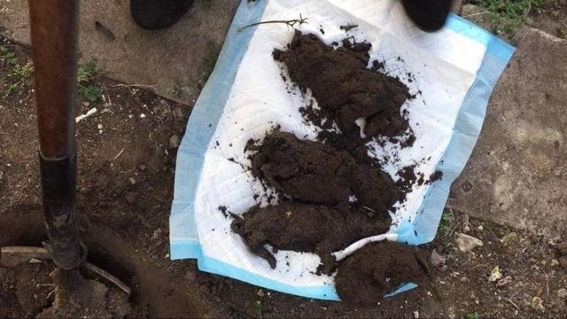 Historia sięga marca 2017 roku. Na poznańskiej Starołęce znaleziono skrajnie wychudzone i wygłodzone psy oraz zakopane w ziemi ciała kilkudziesięciu szczeniaków i kotów