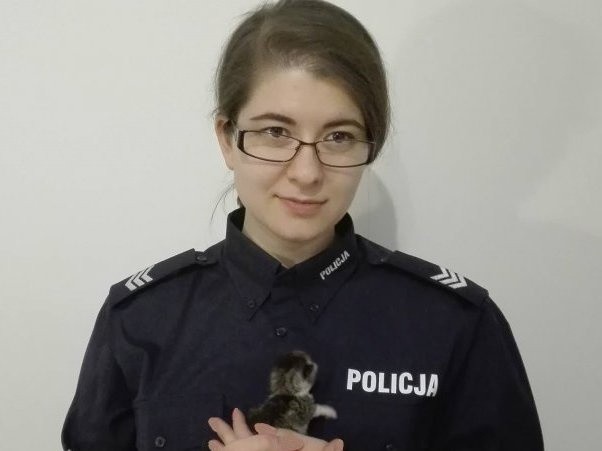 Katowice: Zakopał żywcem kocięta. Jedno uratowała policja