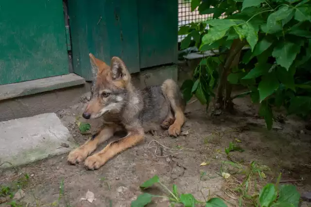 Wilcze szczenię trafiło do ogrodu zoologicznego w Myślęcinku po interwencji, jaką na początku lipca pod Inowrocławiem przeprowadzili członkowie Stowarzyszenia dla Natury „Wilk”