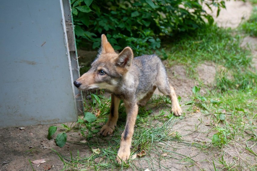 Wilcze szczenię trafiło do ogrodu zoologicznego w Myślęcinku...