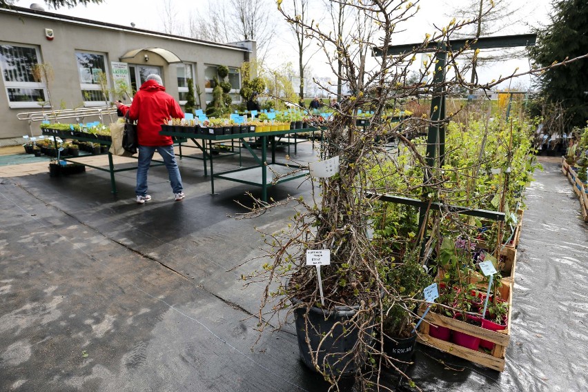 Kiermasz Sadzonek Leśnych i Ozdobnych w Zaściankach