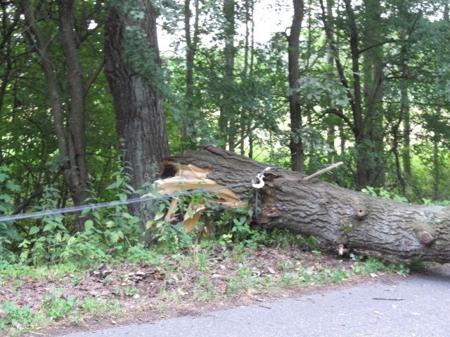 Przewrócone drzewo po nawałnicy pod Karlinem