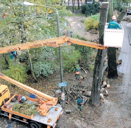 Wycinanie topoli na Skwerze Pierwszych Słupszczan.