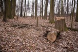 Bochnia. Park Rodzinny Uzbornia obecnie jest niczym poligon doświadczalny