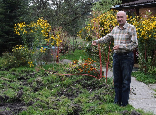 - Zwierzęta przychodzą od strony łąki. Bywa, że jest ich nawet 26 w stadzie &#8211; mówi Grzegorz Pieniący z Nadolnej w gminie Chlewiska.