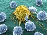 Limfocyty – funkcje, badanie i normy. O czym świadczą podwyższone leukocyty, a o czym ich niski poziom?