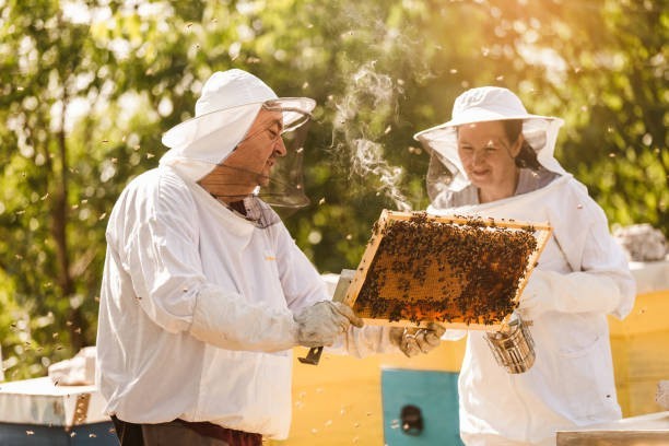 W Bałtowie w dniach od 18 do 20 sierpnia odbędzie Świętokrzyskie Święto Pszczoły. W programie znalazło się wiele atrakcji, nie tylko dla pszczelarzy. Będą Targi Pszczelarskie, Konferencja Pszczelarska a także warsztaty rękodzielnicze